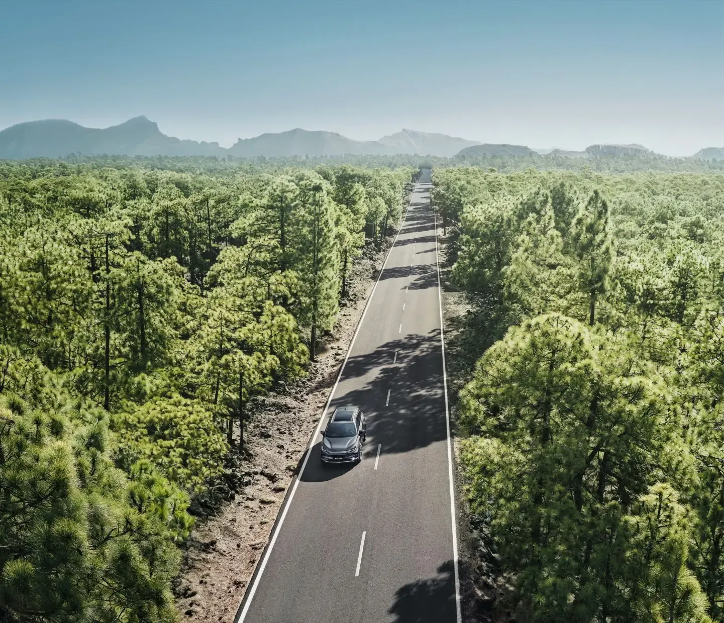 BYD TANG na estrada no meio da floresta